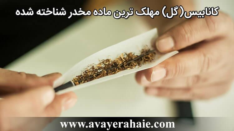 ماده اعتیادآور کانابیس یا همان  گل مخدر شناخته شده      