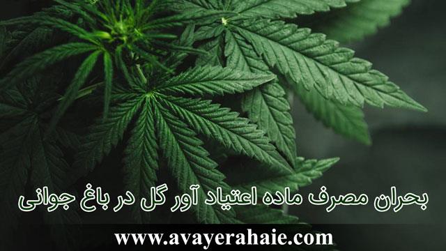 بحران مصرف ماده اعتیاد آور گل در باغ جوانی