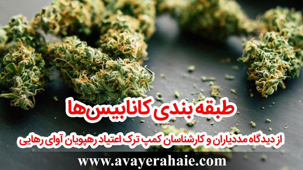 طبقه بندی کانابیس‌ها از دیدگاه کارشناسان ما